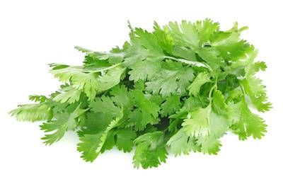 Cilantro 1Bunch