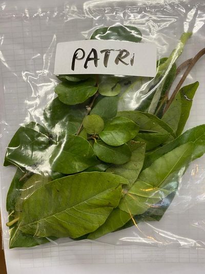 Ganesha Patri (Leaves) - 1Count