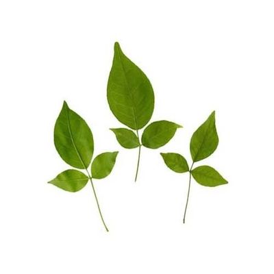 Bilva Leaf (Shivratri Special) - 1Packet
