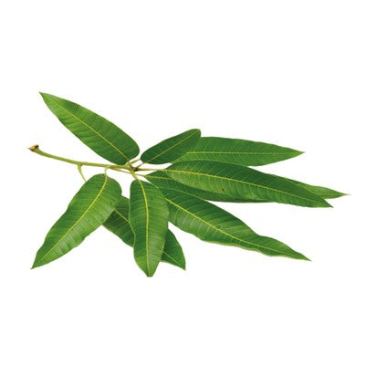 Mango Leaves Pack