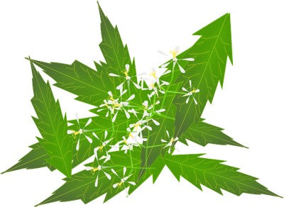 Neem Leaves
