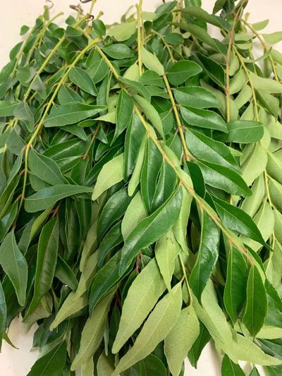Curry Leaves 0.5LB